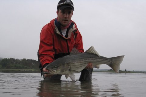 Striper Cup Catch-and-Release Competition Catching On