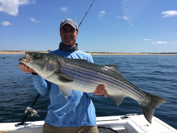 Matt MacDonald of Maynard,MA caught this 38-inch striper on a live mackerel off Herring Cove. 