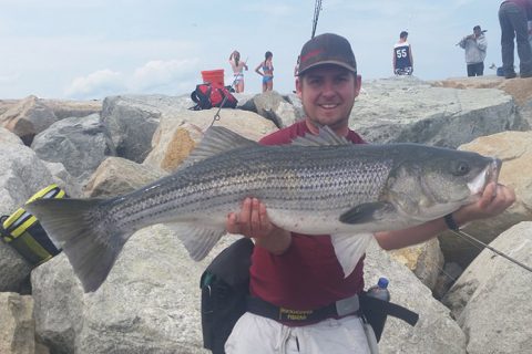 Approaching a half mile of Striped Bass Safely Released!