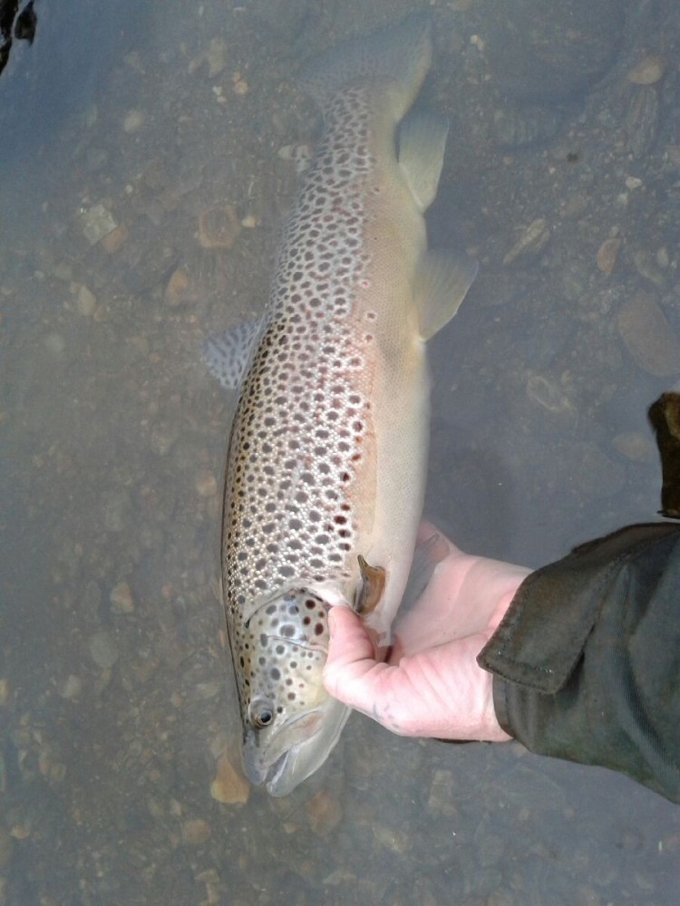 Russ Eastman caught this big brown on the Deerfield this week.