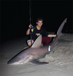 Sandbar Shark caught on long line fishing rig is hauled on board