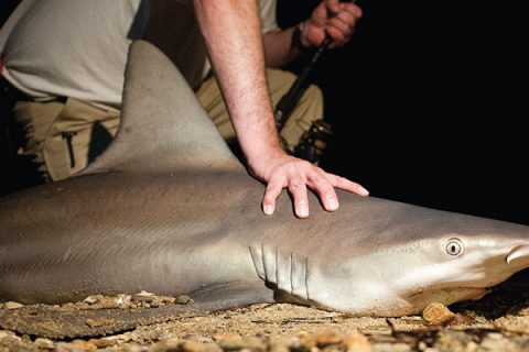 Monsters Of The Surf