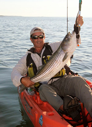 Bigger bass have invaded the harbor giving kayaks and shore anglers are shot at a nice striper