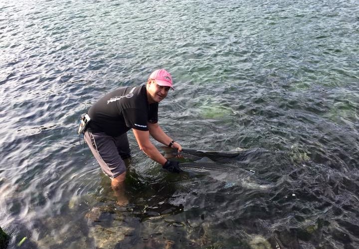 Justin Innes shared this picture of Chris Buchta releasing two large stripers during Saturdays blitz in the Cape Cod Canal.