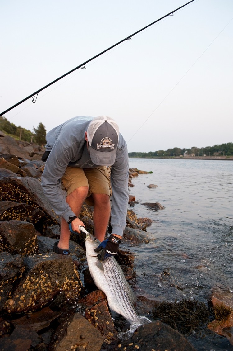 Patrick Washburn unhooks a keeper striper taken in the Canal this week.
