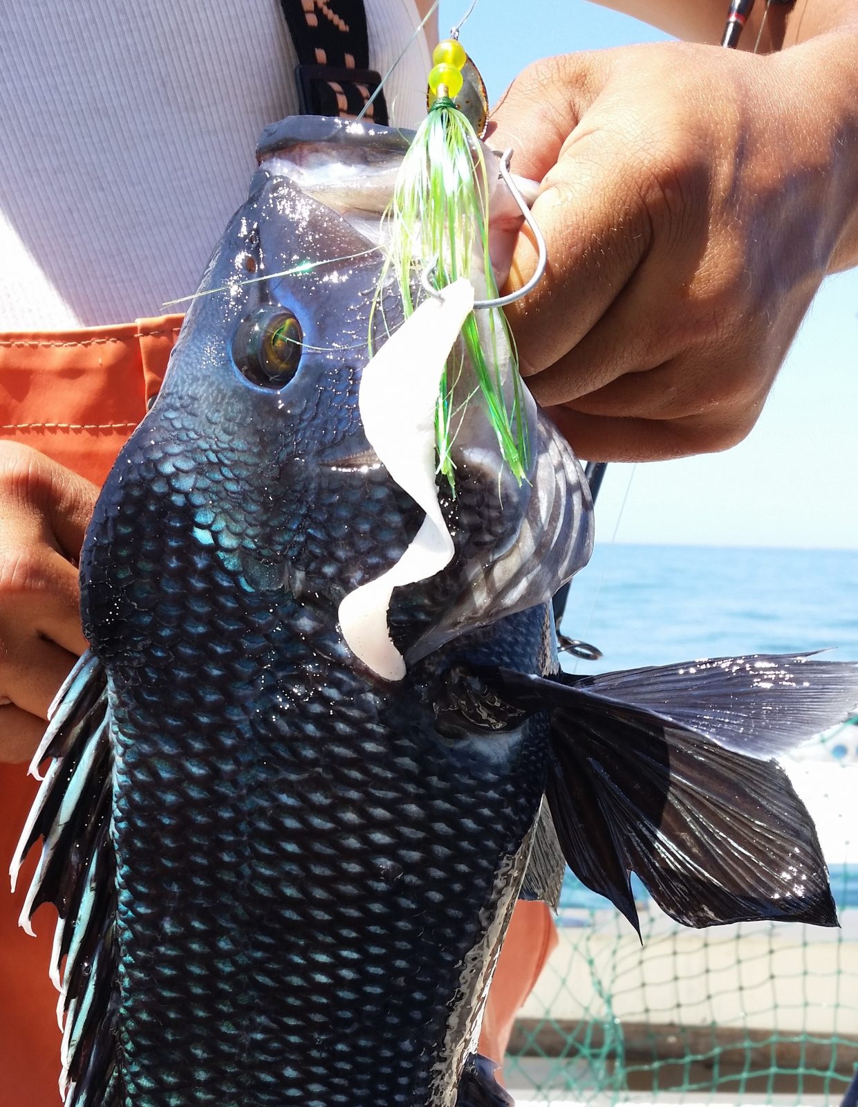 New Fishing Lure Improves on Seaworms, Pork Rinds, and Plastic Trailers ...