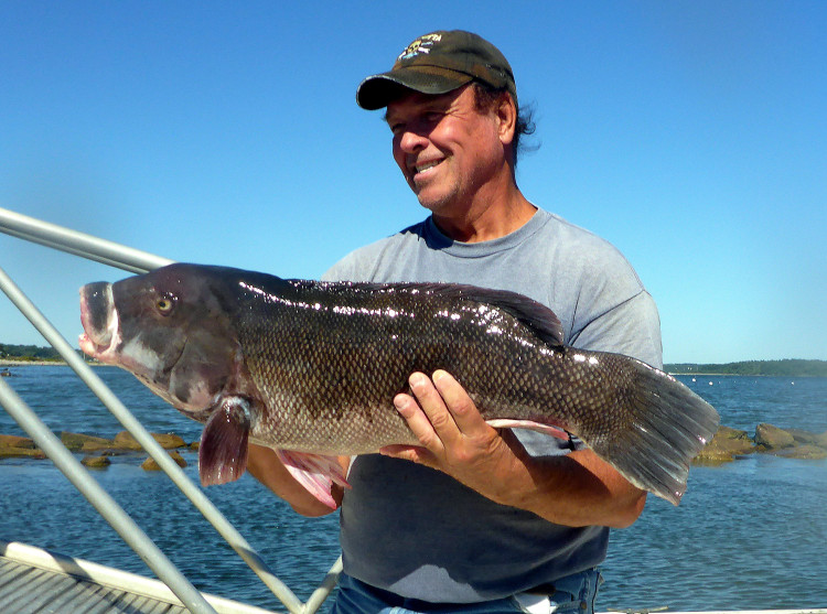 Rhode Island Tautog