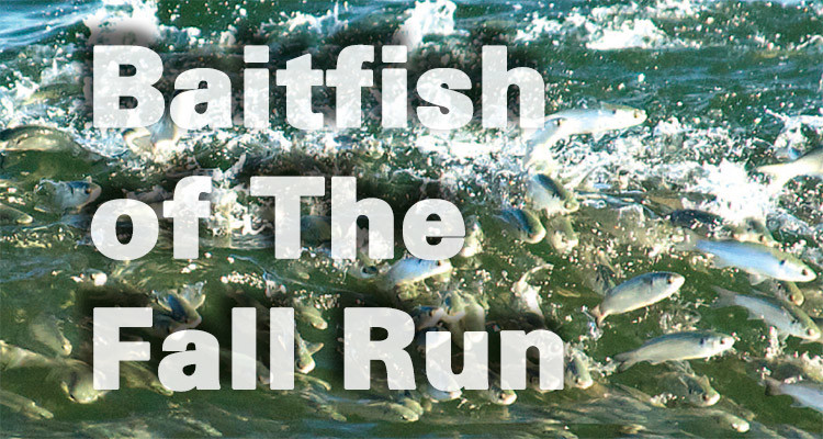 Baitfish of The Fall Run