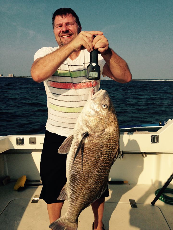 Chuck Barhorst hooked this 33-pound black drum while fluke fishing on Monday. He battled it for 20 minutes before getting it in the boat. After a quick picture, the fish was released.
