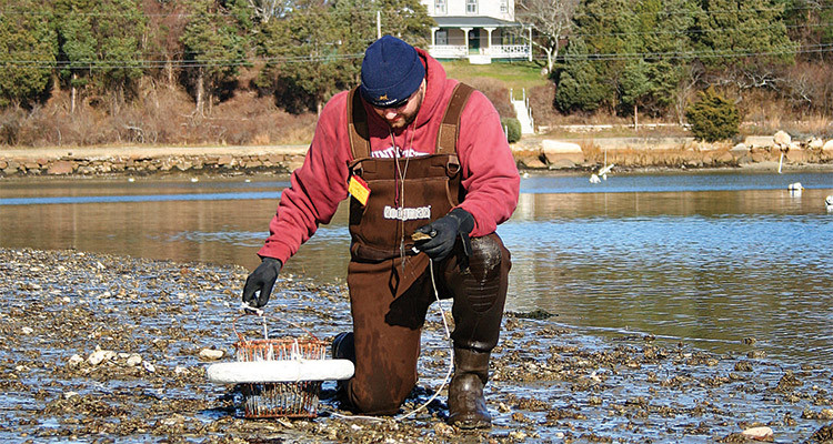 Gardens Under The Sea