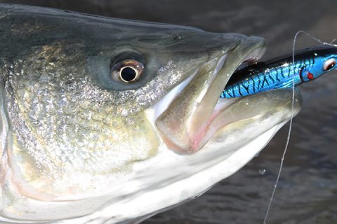 Photo Contest: Win A Bomber Saltwater Long Shot!