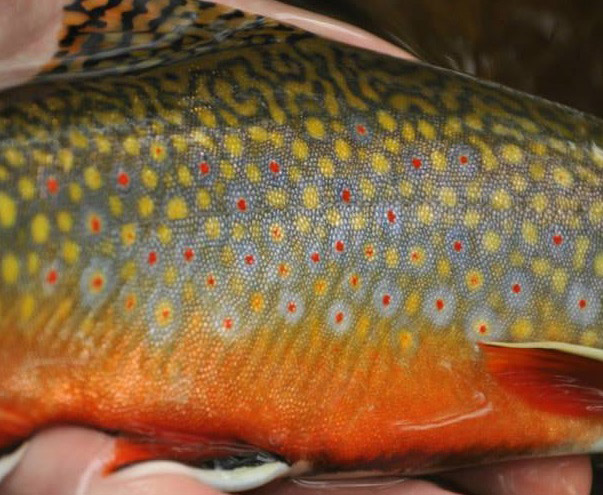 Brook Trout displaying his best fall colors!  