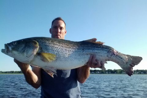Monster Striper Felled by&hellip;Boat?