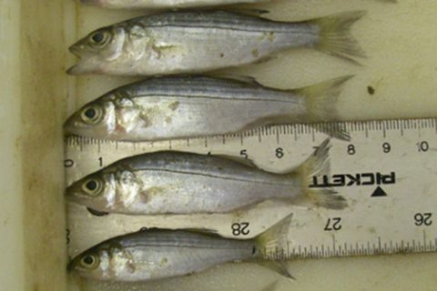 Good News on Spring Striper Spawn