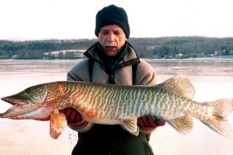 Massachusetts Stocks Tiger Muskies