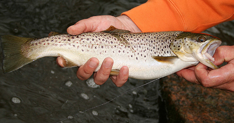 Sea-run trout generally display far less color than their freshwater relatives.