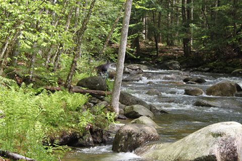 Paul Stream Restoration Project Kicks Off