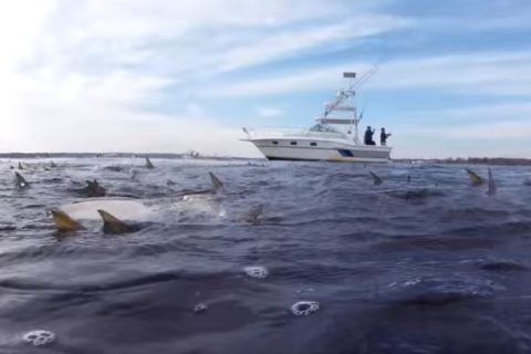 Bluefish and Bunker Carnage in Raritan Bay &ndash; Video