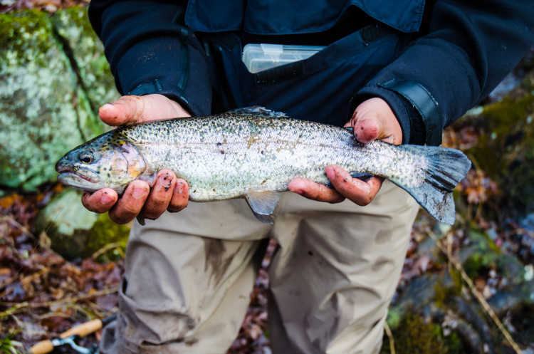 Approximately 5,000 rainbow trout were stocked in New Jersey ponds this week. 