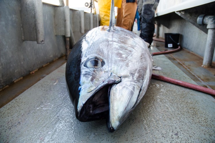 A bigeye tuna rests on the deck of the Jamaica party boat.