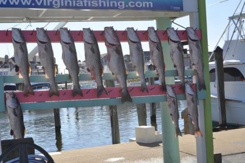 NOAA Cracks Down on Illegal Striper Fishing