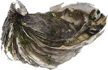 spiraled-oyster