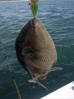 Jason caught a gray triggerfish