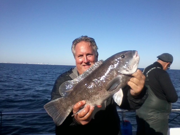 The Stray Cat has been fishing over some of the Captains favorite snags and boxing big numbers of keeper tog. 