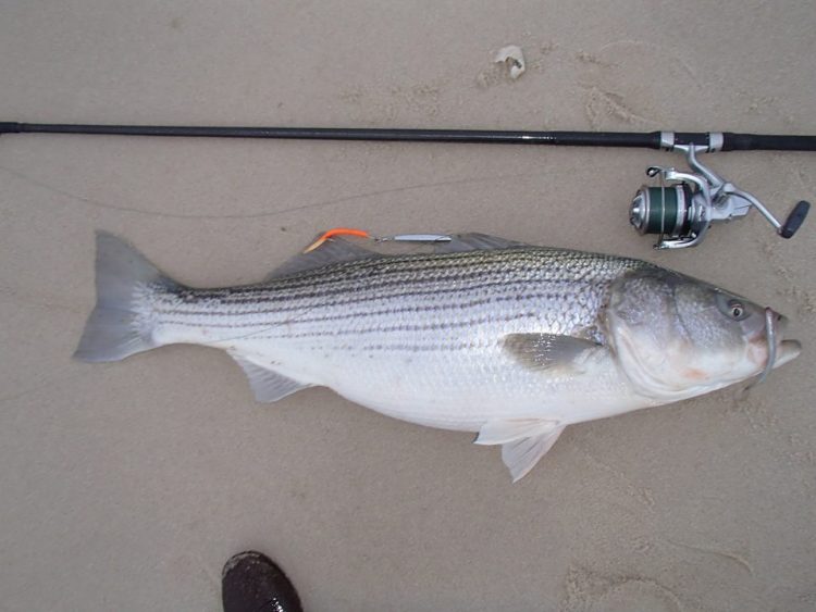 Nick Honachefsky caught and released this 50-inch striper during Monday's big blitz. 