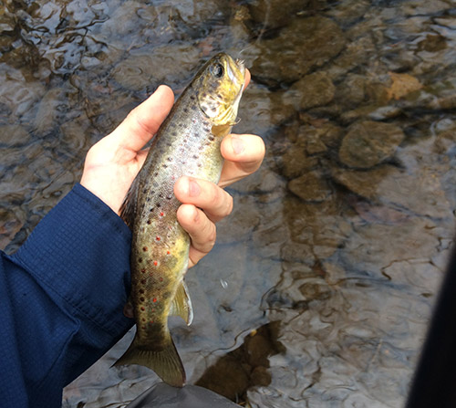 This wild Brown Trout was fooled by using a light leader and an Adams dry fly