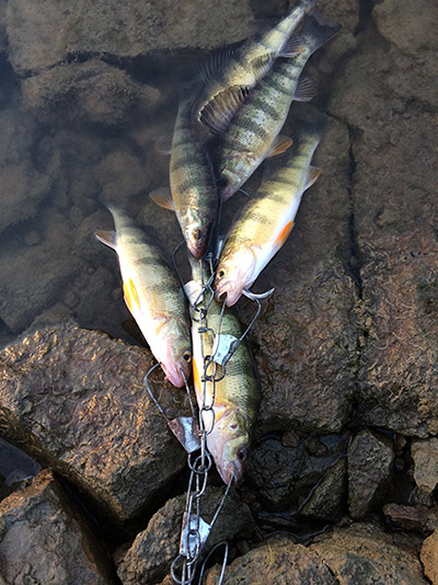 Dave Kristine recently caught these tasty Yellow Perch