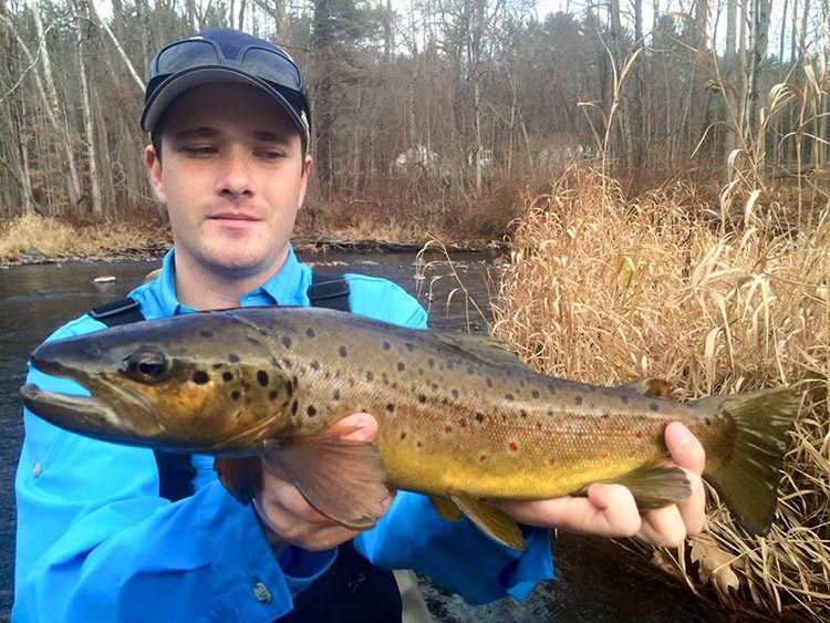 Farmington River brown trout