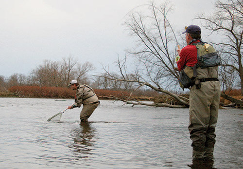 Joe Cermele drops the net under a steelhead for Gary Edwards.