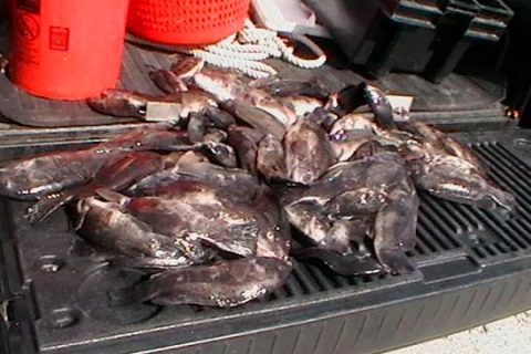 Tautog Poachers