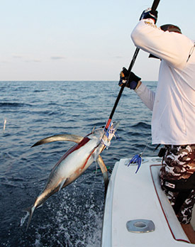 Albacore tuna are easy to identify by their fins