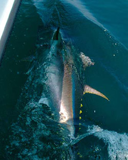 The cold green water off the New Jersey Coast in late October and November may not look like typical tuna water, but they are there.