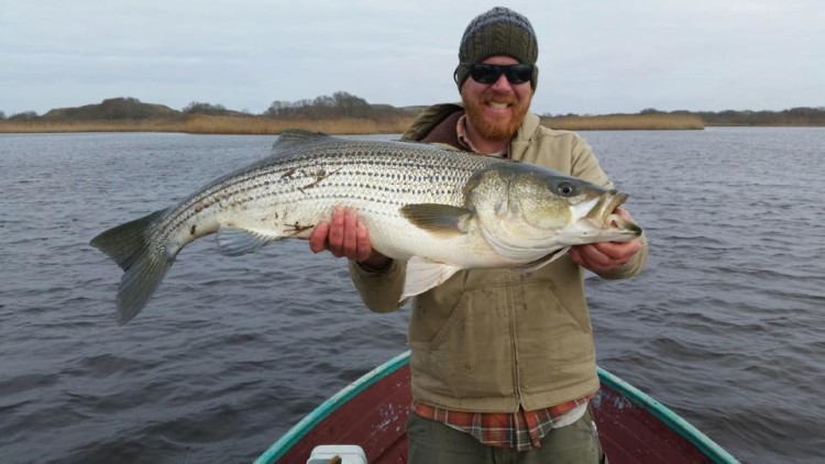 Kurt Wigging caught this 25-pound striper on 6-pound-test while fishing for white perch on a Nantucket salt pond. 