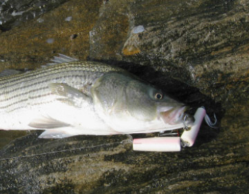 Know Your Striper Plugs  Metal-Lip Plugs - On The Water