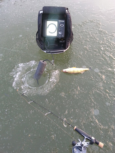 One of the legal perch caught by Jordan Allison