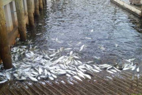 Peconic fish kill