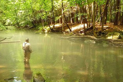 The dense canopy over the Titicus keeps the light levels low, causing many &ldquo;evening hatches&rdquo; to happen mid-day.
