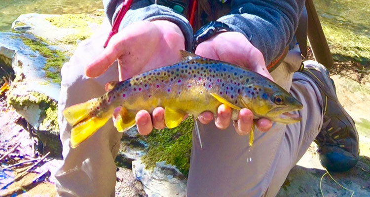 This Brown Trout was caught on a Class A wild trout stream and was fooled with a size 16 psycho prince nymph hung off a dry fly.