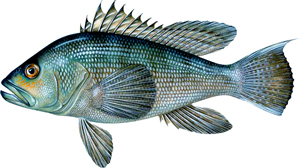 black Sea Bass Regs
