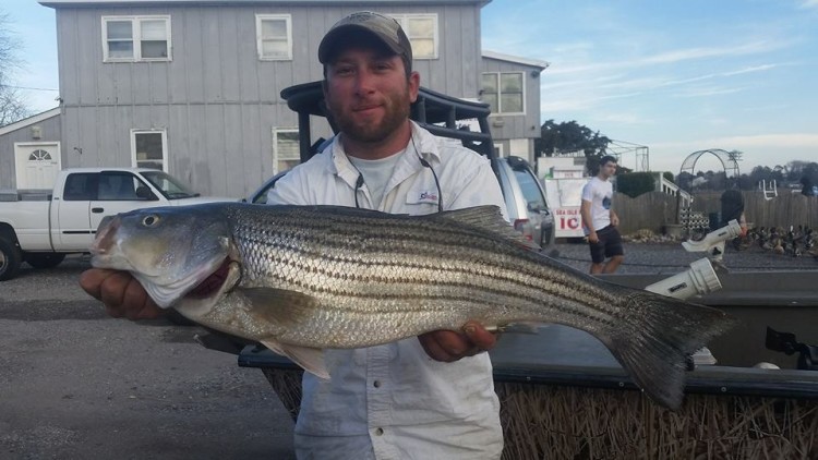 Joe Gifaglione with the 29.5 inch bass he brought into Absecon Bay Sportsman this week.