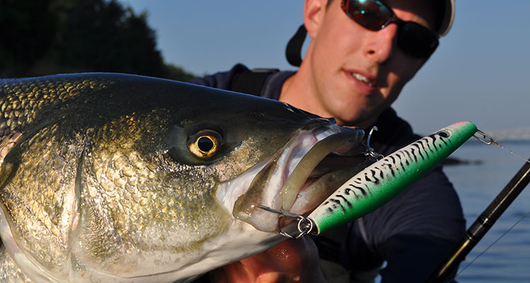 Dissecting Lure Colors for Striped Bass - On The Water