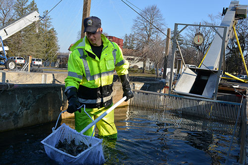 PFBC Pleasant Gap Hatchery&rsquo;s Fish Culturist, Nate Walters, working hard to prepare and send Rainbow Trout to a stream near you!