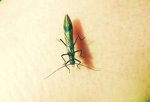 Black stoneflies are beginning to hatch!