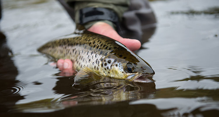 A beautiful landlocked salmon goes back into the river.
