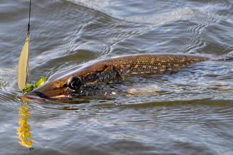 Pike caught on a Johnson Silver Minnow