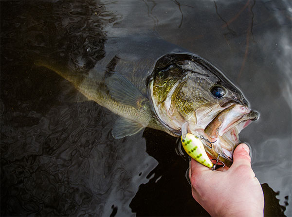 Look To Timber For Early-Season Largemouths - On The Water